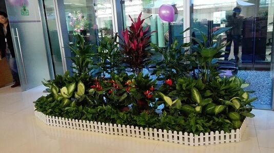 丽水植物租赁